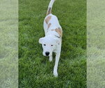 Small #10 Labrador Retriever Mix