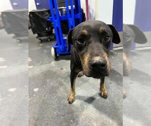 Rottweiler Dogs for adoption in Bakersfield, CA, USA