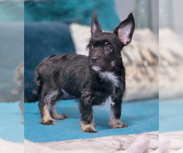 Medium Photo #3 Dachshund-Miniature Schnauzer Mix Puppy For Sale in Chino Hills, CA, USA
