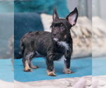 Small #2 Dachshund-Miniature Schnauzer Mix