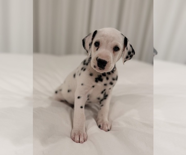 Medium Photo #7 Dalmatian Puppy For Sale in ADDISON, IL, USA