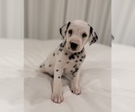 Small #6 Dalmatian