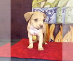 Small #1 Mutt