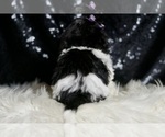 Small #4 Maltipoo