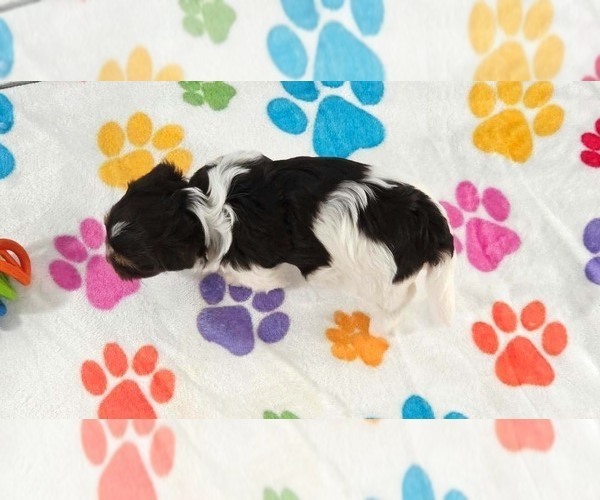 Medium Photo #3 Havashire Puppy For Sale in ORO VALLEY, AZ, USA
