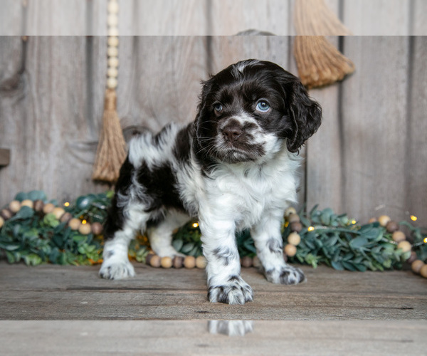 Medium Photo #1 Cocker Spaniel Puppy For Sale in BALTIC, OH, USA