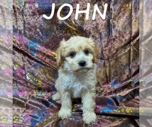 Cavapoo Puppy for sale in HARTLAND, MN, USA