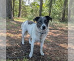 Small Australian Shepherd Mix