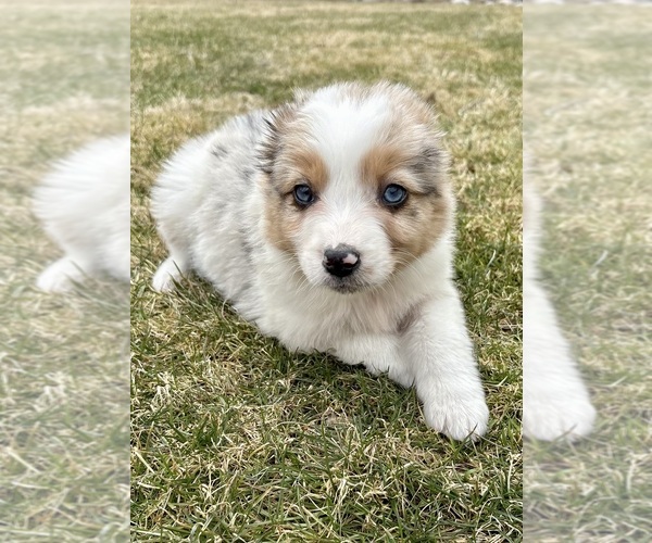 Medium Photo #5 Miniature Australian Shepherd Puppy For Sale in FAIR HAVEN, MI, USA