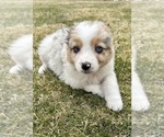 Small #4 Miniature Australian Shepherd