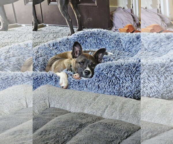 Medium Photo #4 Labsky Puppy For Sale in Sheboygan, WI, USA