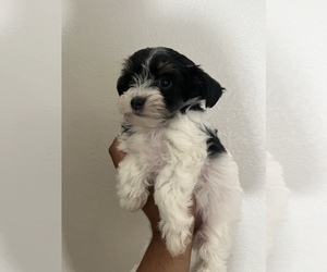Yorkshire Terrier Puppy for sale in SAN MIGUEL, CA, USA