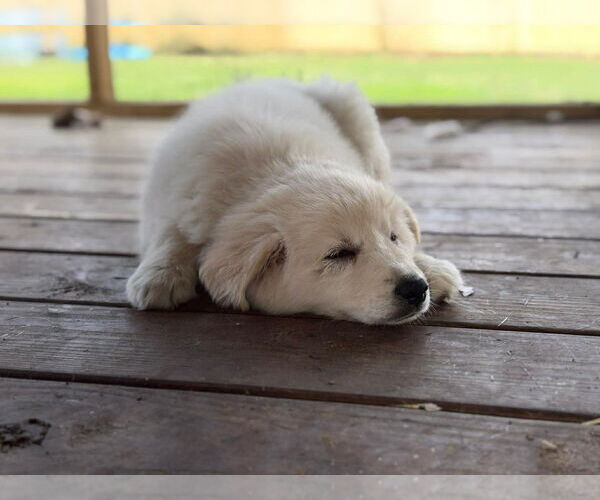 Medium Photo #2 Great Pyrenees-Unknown Mix Puppy For Sale in Mount Pleasant, SC, USA