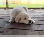 Small #1 Great Pyrenees Mix