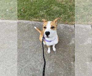 Sky - Female American Staffordshire Terrier-Unknown Mix Dog for Adoption - Photo #4