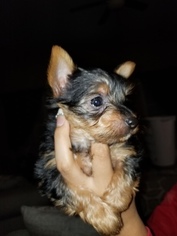Yorkshire Terrier Puppy for sale in PHENIX CITY, AL, USA