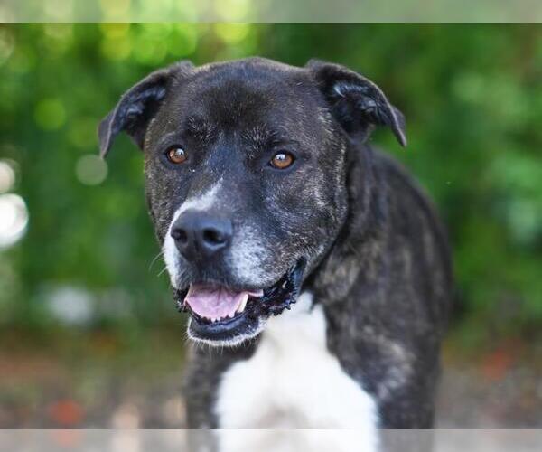 Medium Photo #1 Plott Hound-Unknown Mix Puppy For Sale in Tavares, FL, USA