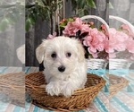 Image preview for Ad Listing. Nickname: Tiffany