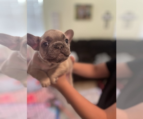 Medium Photo #3 French Bulldog Puppy For Sale in HIGHLAND, CA, USA