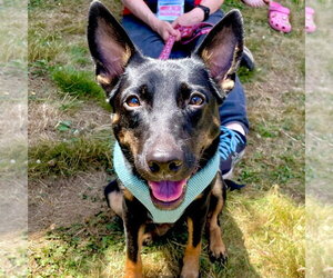 Rat Terrier-Unknown Mix Dogs for adoption in Canton, CT, USA