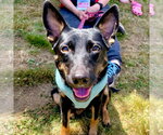Lynn - Female Rat Terrier-Unknown Mix Dog for Adoption - Small photo