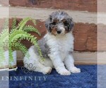 Small #2 Bernedoodle (Miniature) (+ Poodle Miniature)