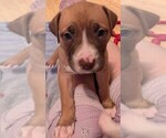 Puppy Chunky Monkey American Bully-Dogo Argentino Mix
