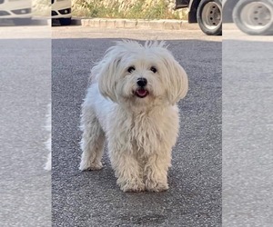 Soft Coated Wheaten Terrier Puppy for sale in CRESSON, TX, USA