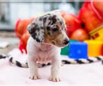 Small #8 Dachshund