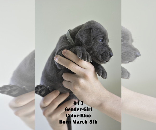 Medium Photo #1 Great Dane Puppy For Sale in FIELDING, UT, USA
