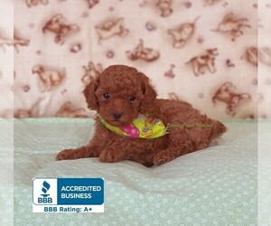 Poodle (Toy) Puppy for sale in WINNSBORO, LA, USA