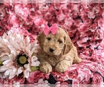 Small Photo #6 Cockapoo Puppy For Sale in NOTTINGHAM, PA, USA