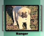 Small #1 Anatolian Shepherd