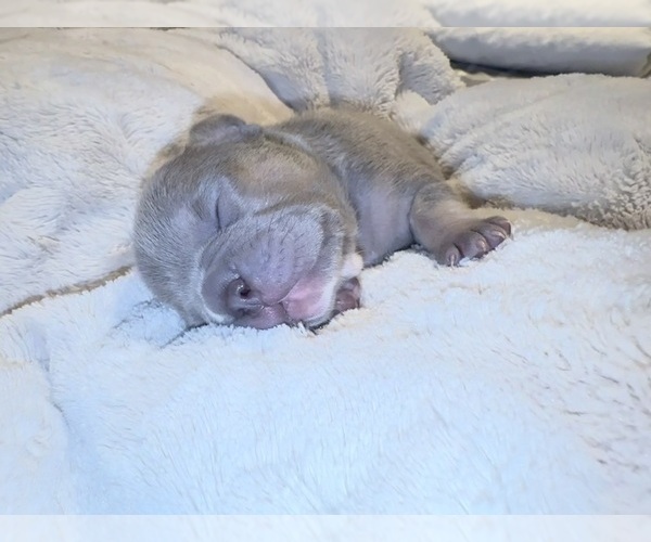 Medium Photo #4 French Bulldog Puppy For Sale in BIG RAPIDS, MI, USA