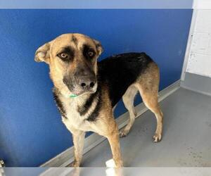 German Shepherd Dog-Unknown Mix Dogs for adoption in Visalia, CA, USA