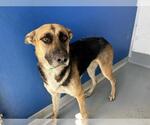 Small German Shepherd Dog Mix