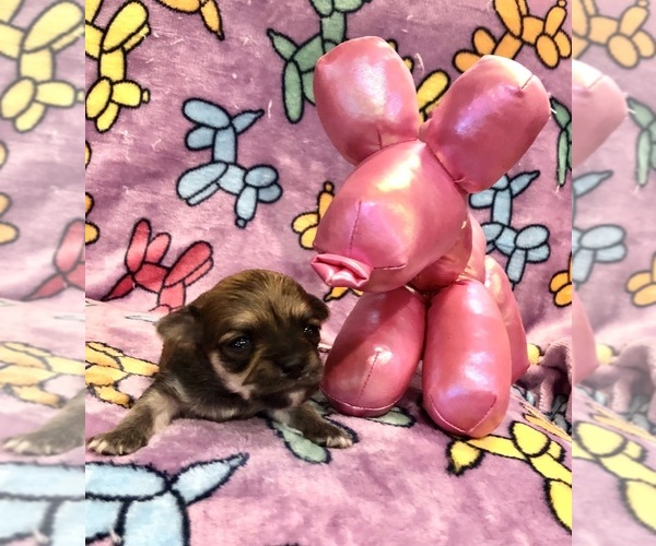 Medium Photo #6 Chihuahua Puppy For Sale in SHERMAN, TX, USA