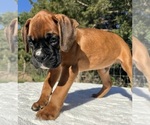 AKC Art - Male Boxer Puppy for Sale - Photo #9
