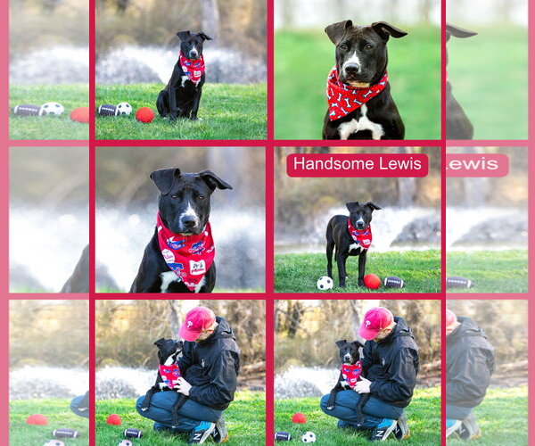 Medium Photo #5 Labrador Retriever-Unknown Mix Puppy For Sale in Unionville, PA, USA