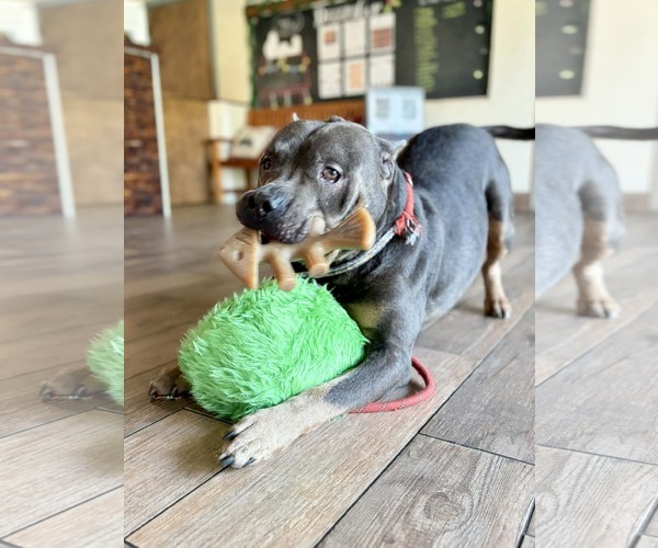 Medium Photo #5 American Pit Bull Terrier-Unknown Mix Puppy For Sale in Sanford, FL, USA