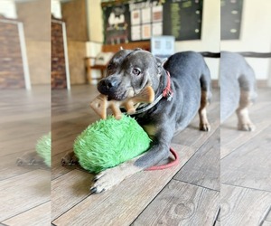 Blue - Male American Pit Bull Terrier-Unknown Mix Dog for Adoption - Photo #4