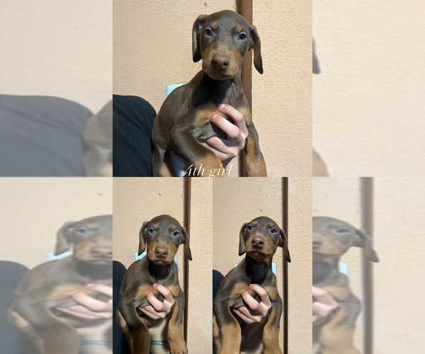 Medium Photo #5 Doberman Pinscher Puppy For Sale in WAPATO, WA, USA