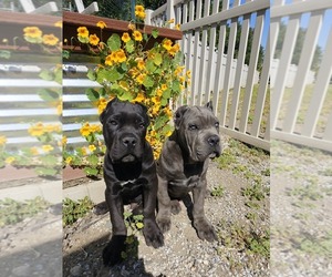 Cane Corso Puppy for sale in UPLAND, CA, USA