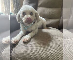 Poodle (Miniature) Dogs for adoption in St. Louis Park, MN, USA