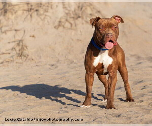 Medium Photo #5 American Pit Bull Terrier-Unknown Mix Puppy For Sale in Ventura, CA, USA