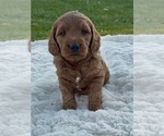 Puppy Cleo Goldendoodle (Miniature)