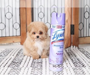 Pom-A-Poo Puppy for sale in NAPLES, FL, USA