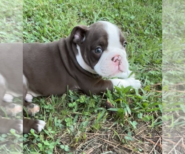 Medium Photo #8 Olde English Bulldogge Puppy For Sale in ADAMSVILLE, AL, USA