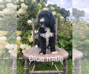 Bernedoodle Puppy for sale in SPENCER, IN, USA