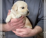 Small #4 Golden Retriever